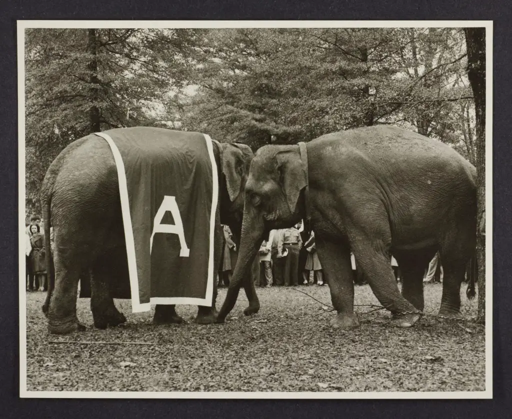 The story behind Alabama's elephant mascot